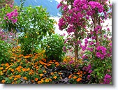 IMG_1624 * Flowers along Lake Geneva