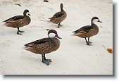 DSC_5299 * The ducks that frequent the beach