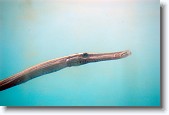 DSC_5340-Edit * Trumpetfish seen through a viewing port of the underwater observatory at Coral World