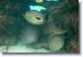 DSC_5377 * Nurse sharks resting during the day