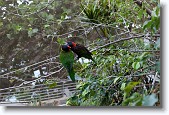 DSC_5388 * Lorikeets in the aviary