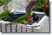 DSC_5390 * Lorikeets in the aviary