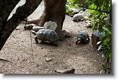DSC_5399 * Tortoises