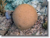 IMG_3284-Edit * Brain Coral at Prettyklip Point