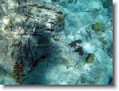 IMG_3305-Edit * Juvenile (lower left) and adult (middle) stoplight parrot fish