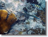 IMG_3309-Edit * Trumpet fish with blue snout