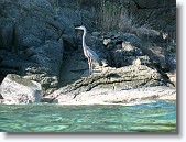 IMG_3312 * Great Blue Heron on shore