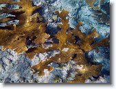 IMG_3320-Edit * Elkhorn coral