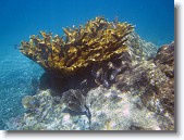 IMG_3322-Edit * Elkhorn coral