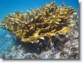 IMG_3323-Edit * Elkhorn coral
