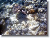 IMG_3345-Edit * Hawksbill sea turtle