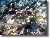 IMG_3346-Edit * Hawksbill sea turtle
