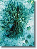 IMG_3426-Edit * Staghorn coral
