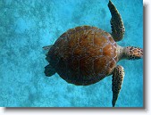 IMG_3493-Edit * A green sea turtle