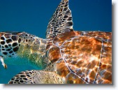 IMG_3494-Edit * A green sea turtle