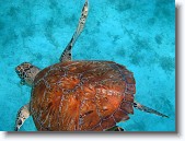IMG_3495-Edit * A green sea turtle