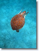 IMG_3506-Edit * A green sea turtle