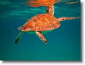 IMG_3507 * A green sea turtle