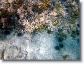 IMG_3531-Edit * Snorkeling off Sapphire Beach near Pelican Point