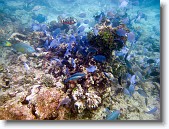 IMG_3536-Edit * Blue tangs in Red Bay near Prettyklip Point