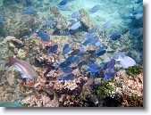 IMG_3537-Edit * Blue tangs in Red Bay near Prettyklip Point