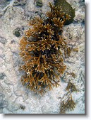 IMG_3538-Edit * Staghorn coral in Red Bay near Prettyklip Point