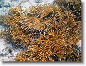 IMG_3540-Edit * Staghorn coral in Red Bay near Prettyklip Point