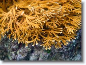 IMG_3547-Edit * Staghorn coral in Red Bay near Prettyklip Point