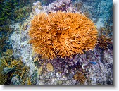 IMG_3548-Edit * Staghorn coral in Red Bay near Prettyklip Point