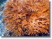 IMG_3549-Edit * Staghorn coral in Red Bay near Prettyklip Point