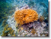 IMG_3550-Edit * Staghorn coral in Red Bay near Prettyklip Point