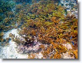 IMG_3551-Edit * Staghorn coral in Red Bay near Prettyklip Point