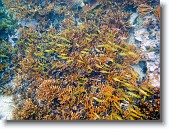 IMG_3552-Edit * Staghorn coral in Red Bay near Prettyklip Point