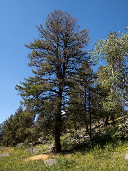 IMG_0142.jpg - A Douglas Fir growing alongside a granite boulder (glacial erratic) that served as a "nurse rock" along Sough Creek Trail