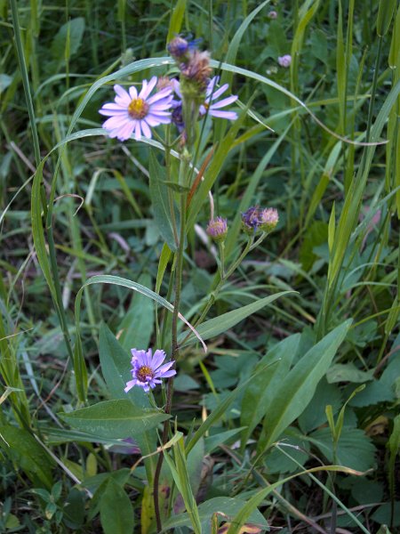 IMG_0143.jpg - Wildflowers along Slough Creek Trail