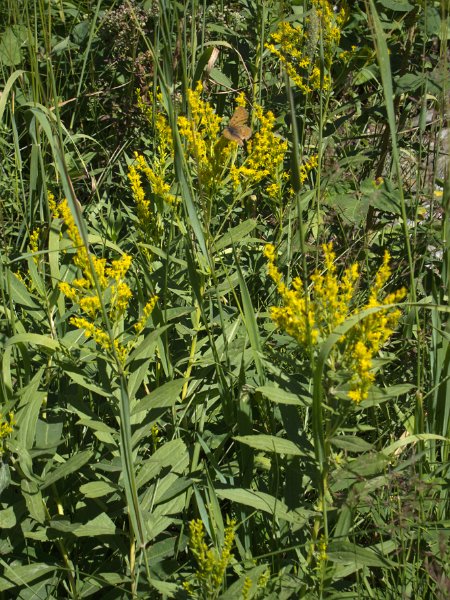 IMG_0145.jpg - Wildflowers along Slough Creek Trail