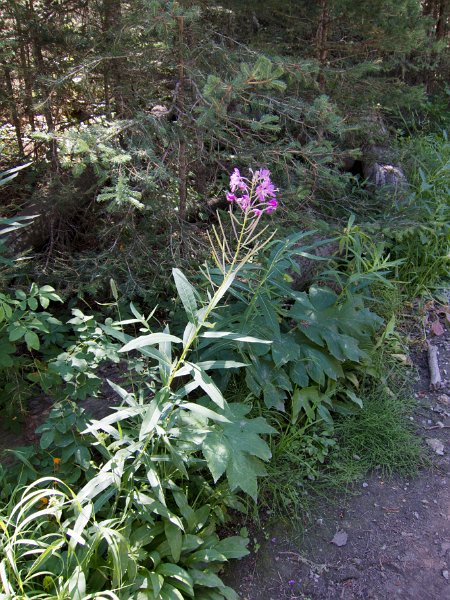 IMG_0146.jpg - Wildflowers along Slough Creek Trail