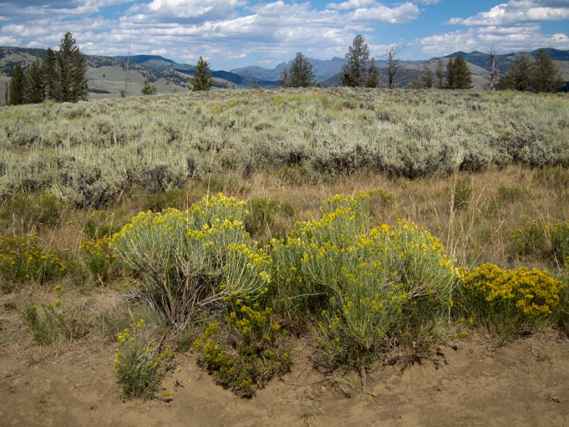 IMG_0189.jpg - View along the Yellowstone Picnic Area Trail