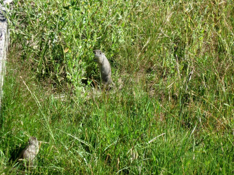 IMG_4226.jpg - A pair of ground squirrel next to a boardwalk on the Madison River