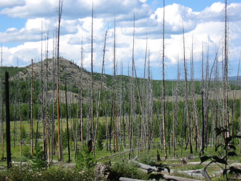 IMG_4343.jpg - Damage from the 1988 fire near Fairy Falls