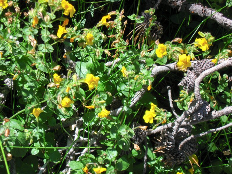 IMG_4407.jpg - Yellow Monkey-flowers on the Observation Point Trail near the Firehole River at Old Faithful