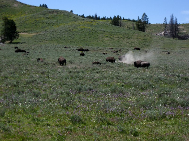 IMG_4857.jpg - Buffalo grazing in the Hayden Valley
