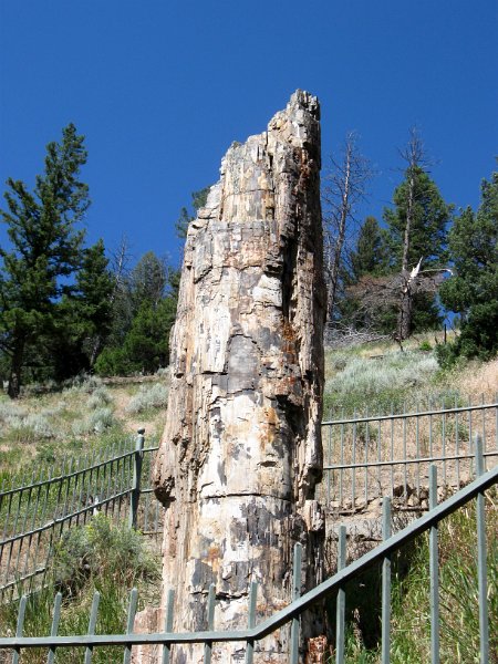 IMG_5085.jpg - Petrified Tree