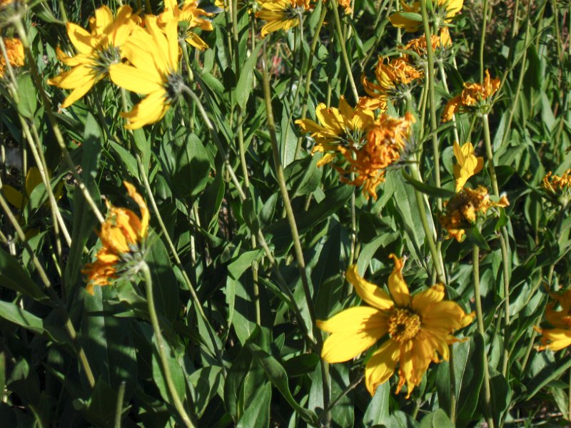 IMG_5105.jpg - Wildflowers on Mt Washburn
