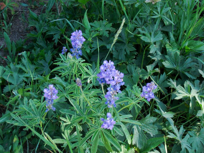 IMG_5106.jpg - Wildflowers on Mt Washburn