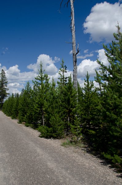 _DSC7138.jpg - Fountain Freight Road (we missed a turn on the Fairy Falls Trail).