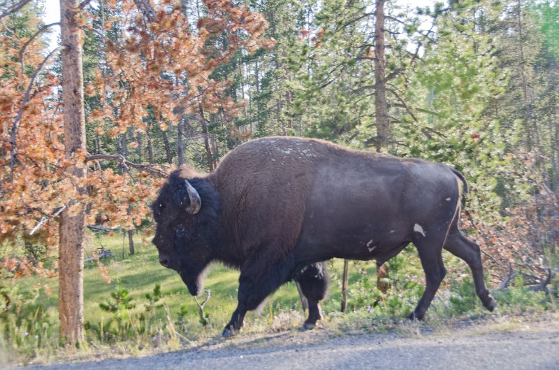 _DSC7287.jpg - Bison on the side of the road