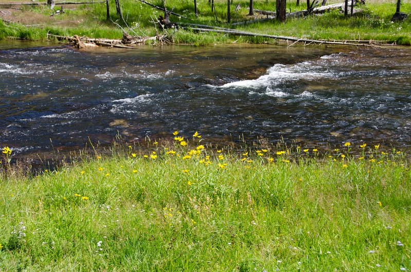 _DSC7430.jpg - Wildflowers along the Gibbon River