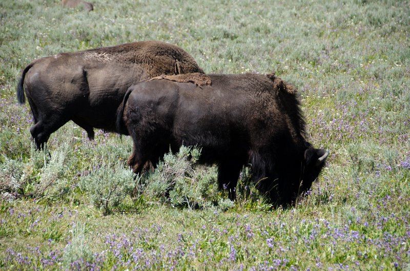 _DSC7482.jpg - Buffalo grazing in the Hayden Valley