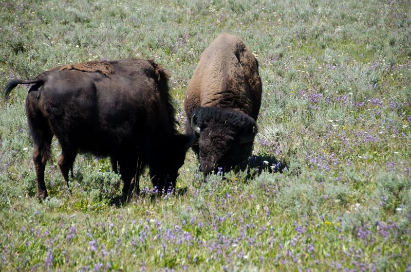 _DSC7483.jpg - Buffalo grazing in the Hayden Valley